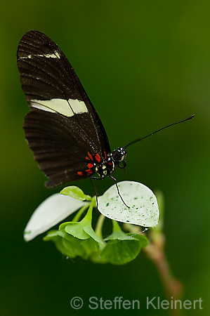 256 Sara-Passionsfalter - Heliconius sara